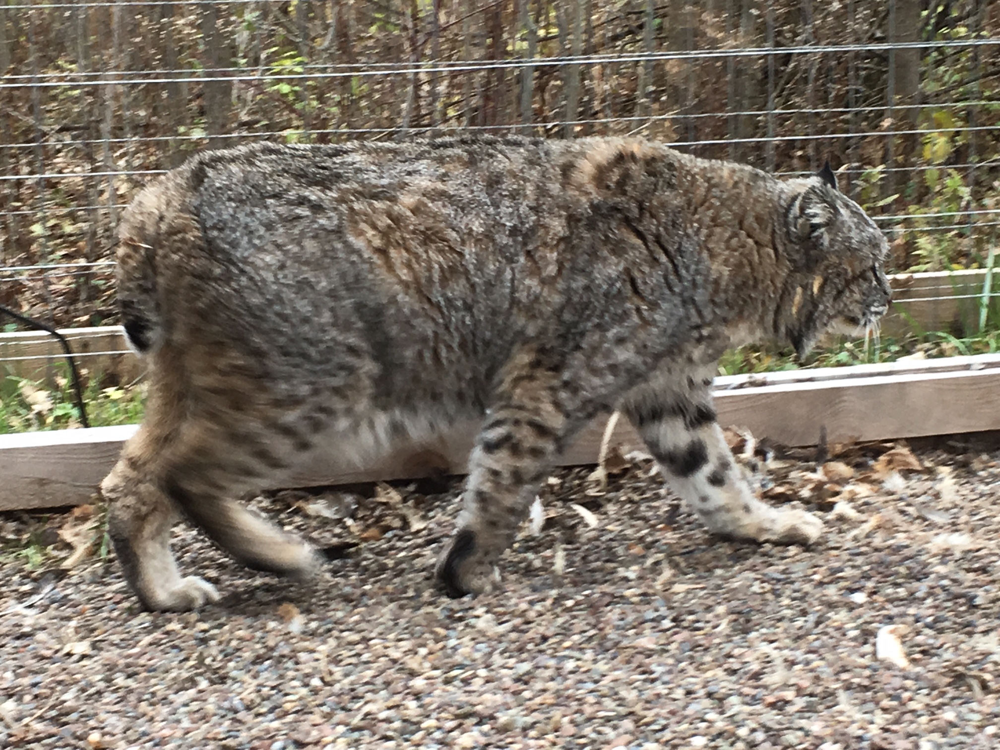 2 the Outdoors: Living with Bobcats | wgrz.com